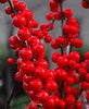 Winterberry fruit