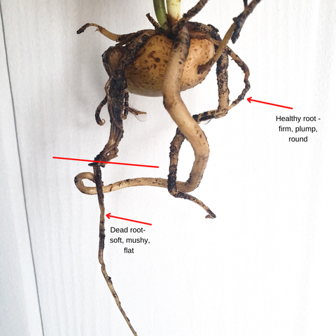 roots of a ZZ Plant