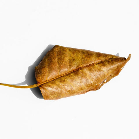 dry, crispy leaf