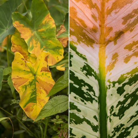 Left & Right: yellowing leaves
