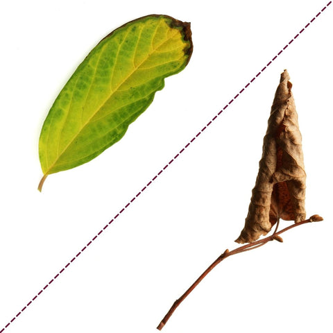 left: yellowing leaf with brown tip, right: brown, dry, crispy leaf
