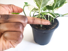 finger in dry soil