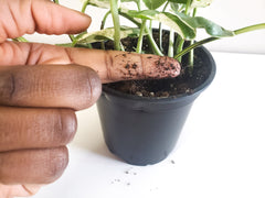 finger in wet soil