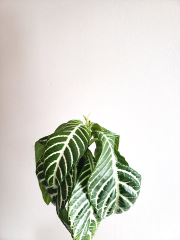 wilted leaves on zebra plant