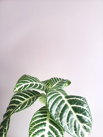 leaves have recovered on zebra plant after watering