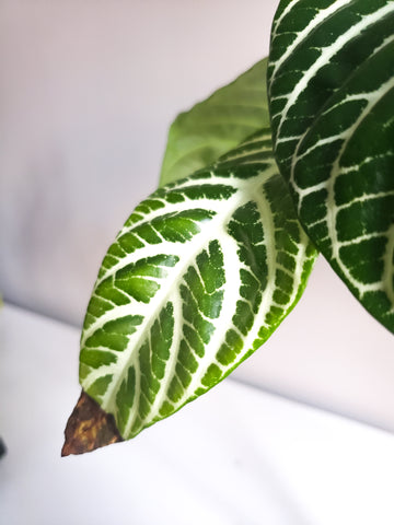 brown, crispy tip on Zebra plant leaf