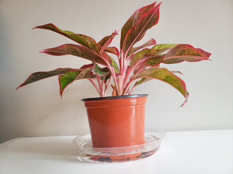 Aglaonema Siam Aurora being bottom watered