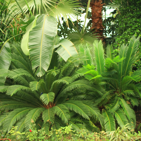 outdoor-plants