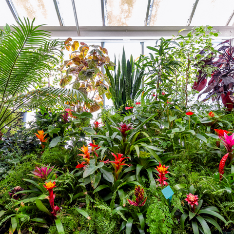 indoor-gardening-plants