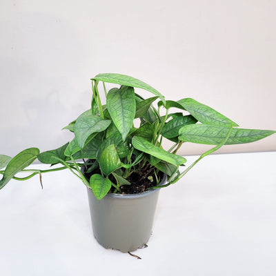 Epipremnum Pinnatum - Plant Proper