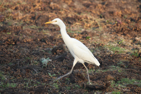 White bird walking on grass - UK Biodiversity