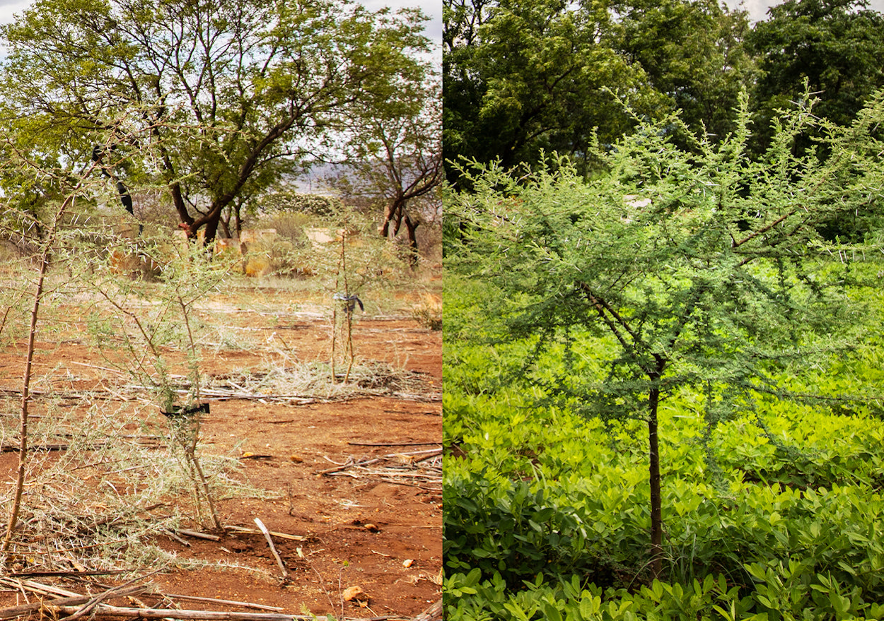 MUD Jeans JustDiggit Tree Re-growing 