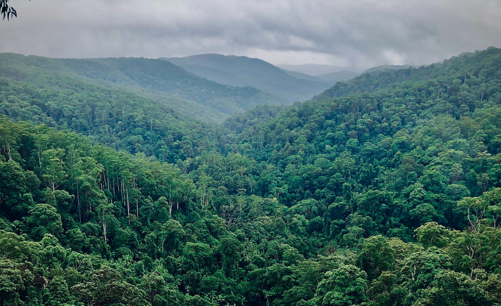 Forêt tropicale