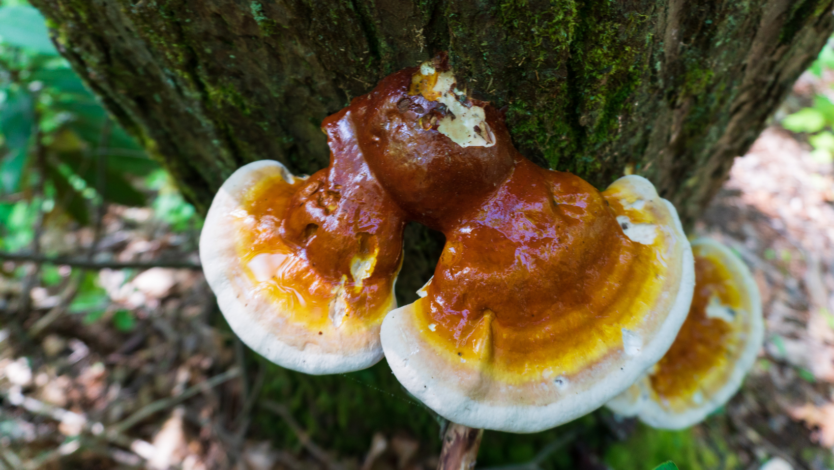 Pure Fungi Blog Science-backed Benefits of Reishi Mushroom Tree