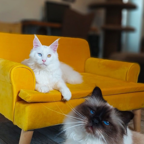 touyu couchages confortables pour chats made in france naturels