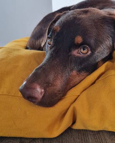 touyou coussin pour chien jaune confortable laine made in france