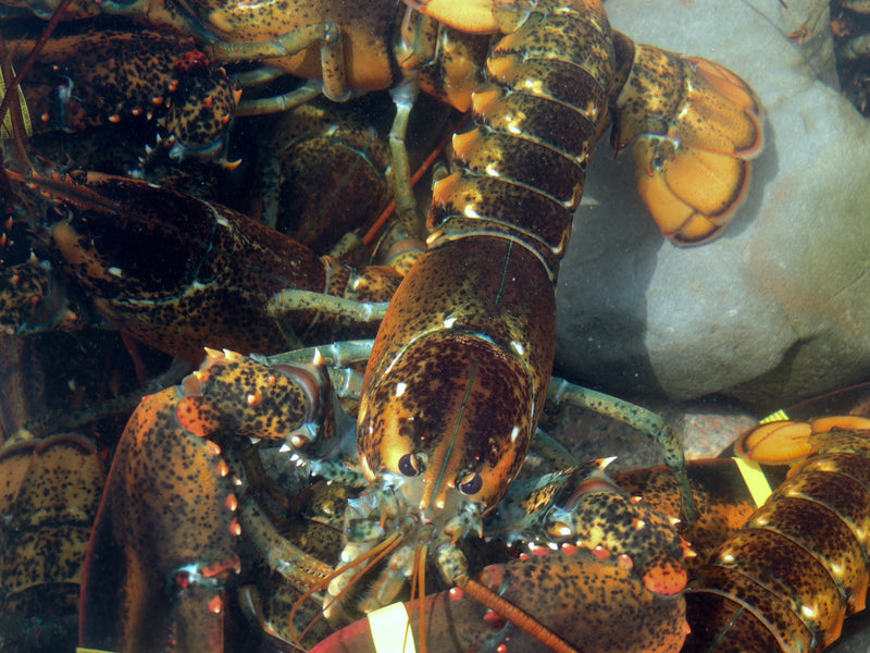 Fresh Live Maine Lobster 1.25lb.ea. (Quarters) - Little Cranberry Lobster