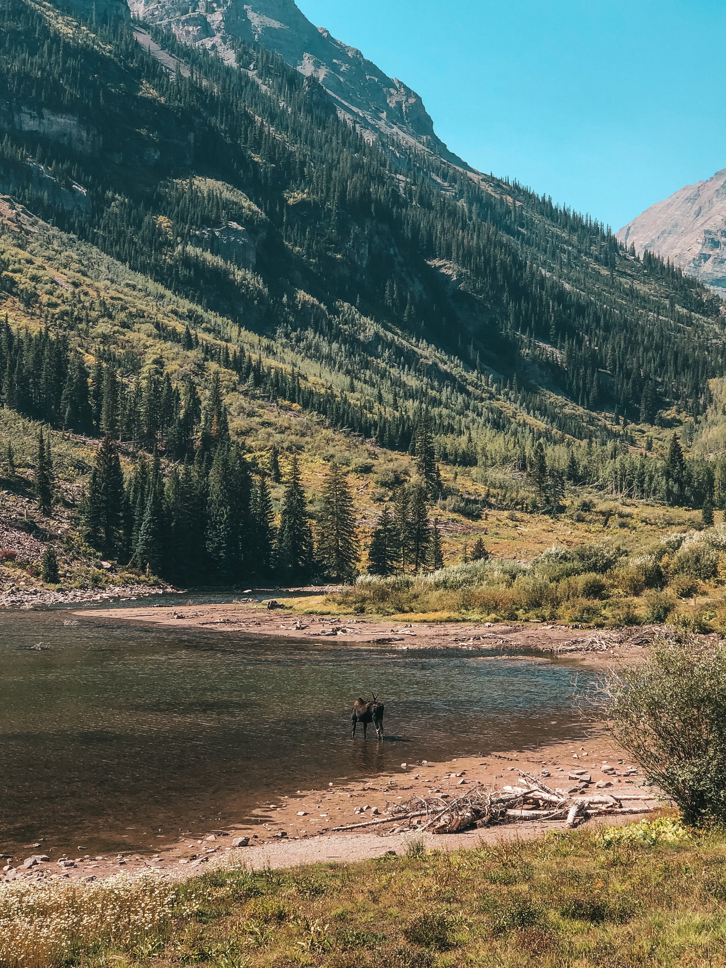 moose at maroon bells