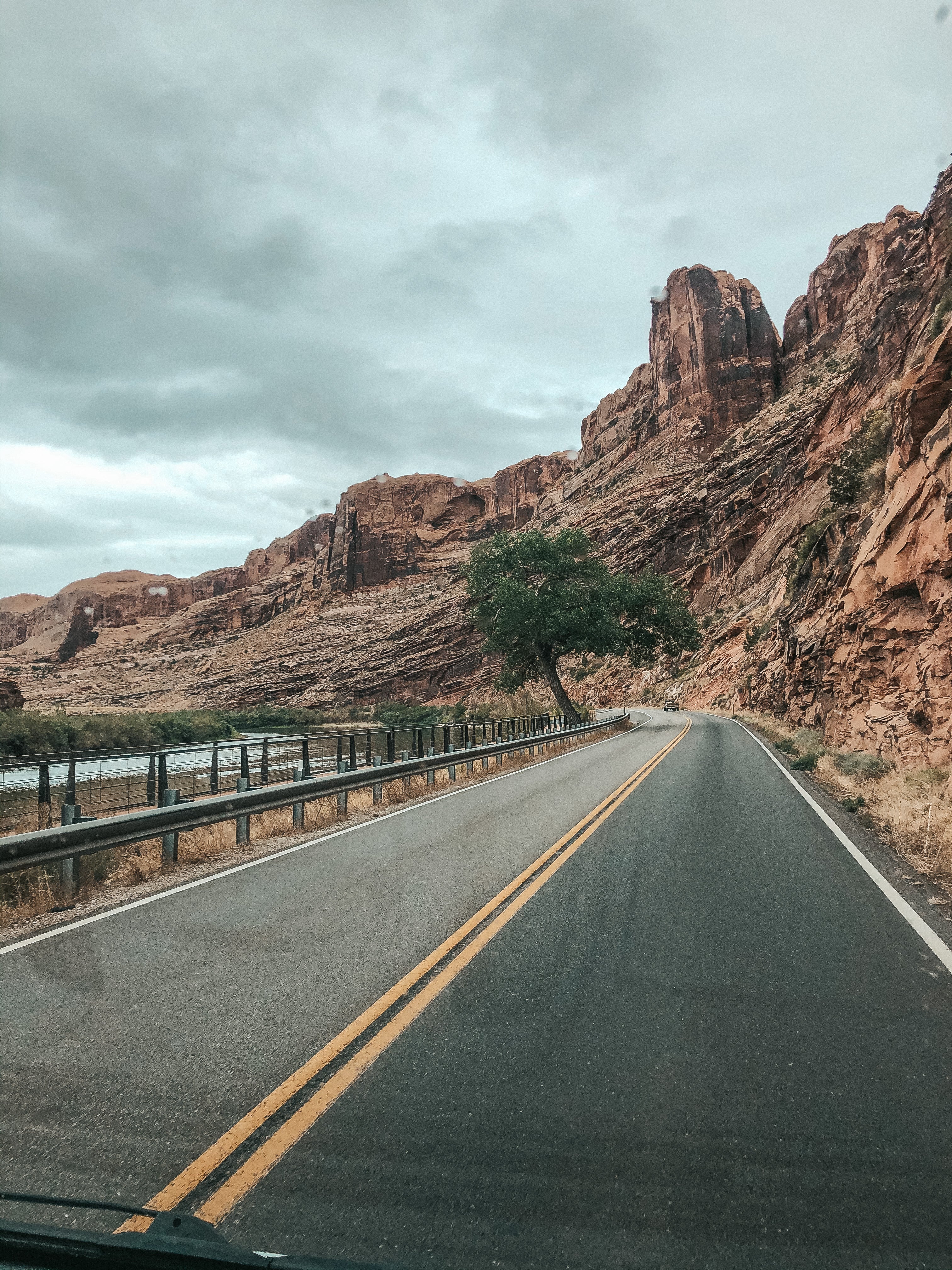 crooked tree along colorado river