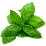 pasta sauce fresh basil