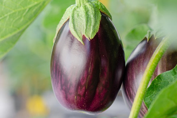 Aubergine seed questions