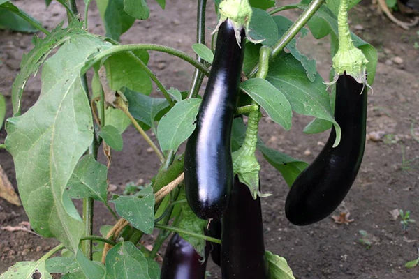Sow Aubergine Seeds in February