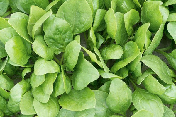 Sow Spinach Seeds in February