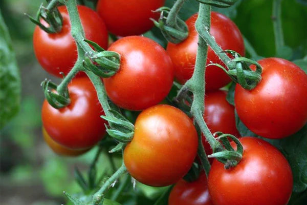 Sow Tomato Seeds in February