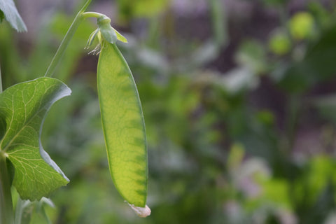 Growing Snow Pea Seeds