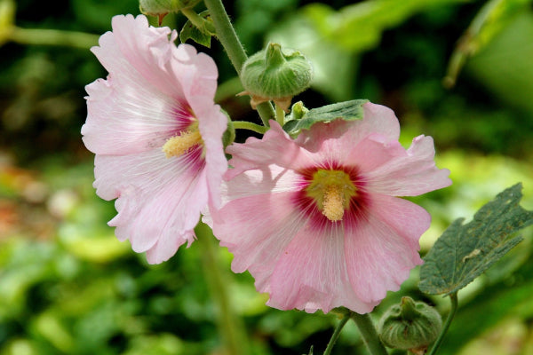 How to grow Hollyhock Seeds