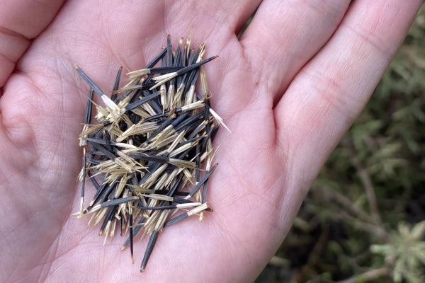 Marigold seed growing advice