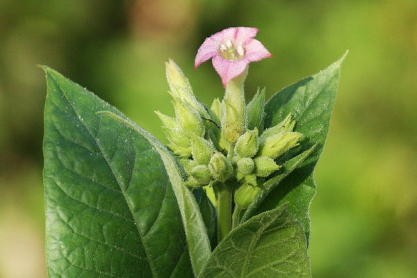 Nicotiana questions