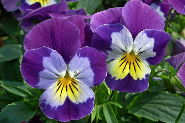 Pansy growing questions