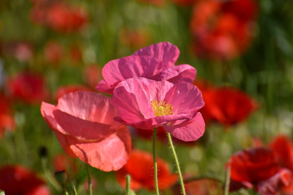 Poppy growing questions