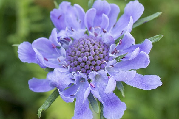 Scabiosa growing questions