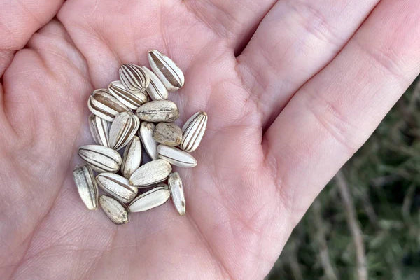 Sunflower seed questions