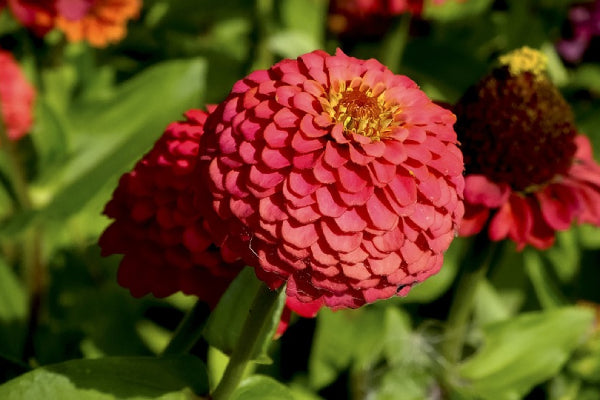 Zinnia seed growing questions