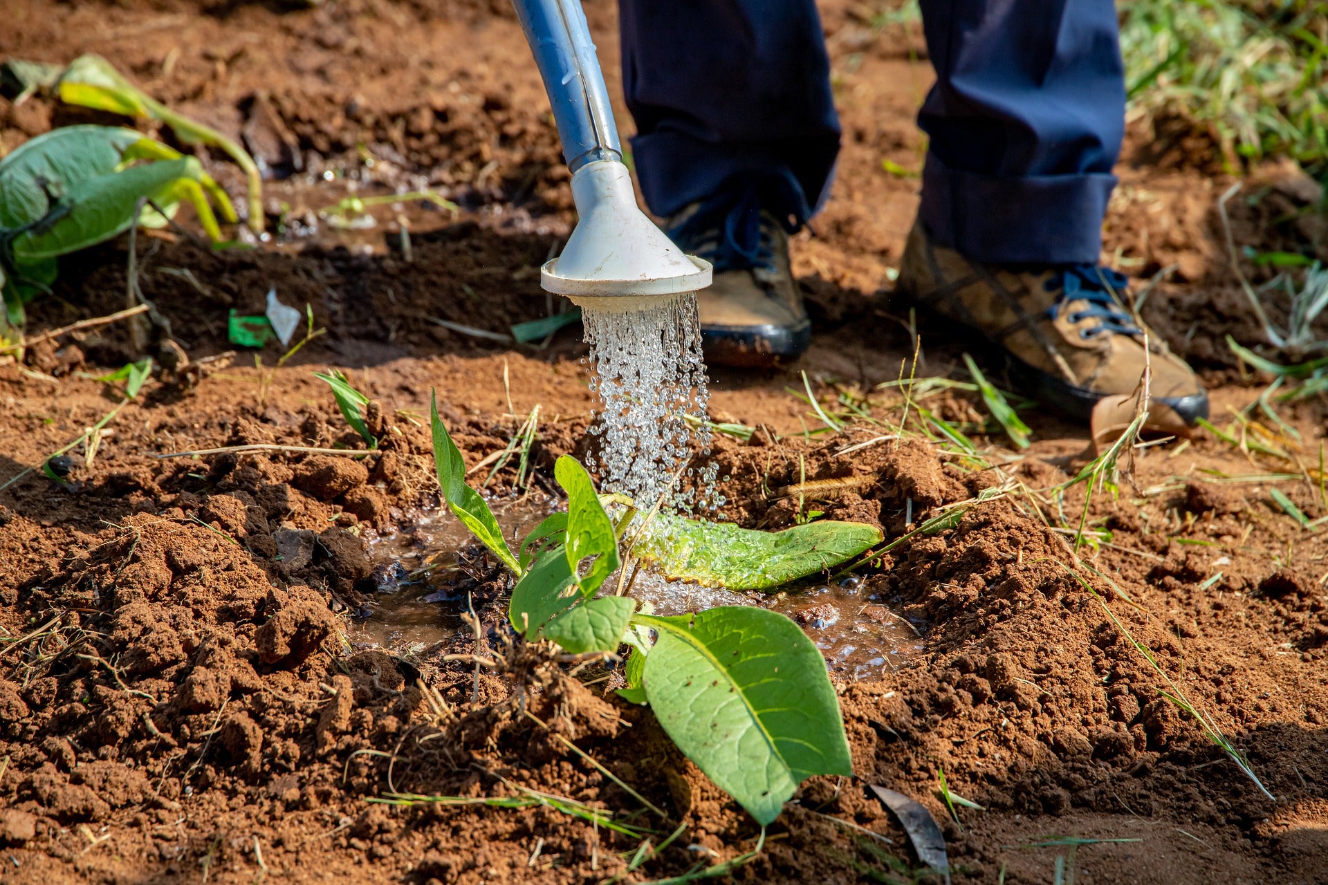 watering growing seeds