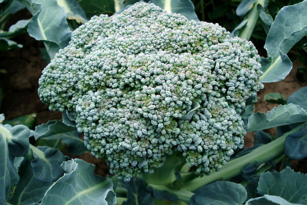 Broccoli growing questions