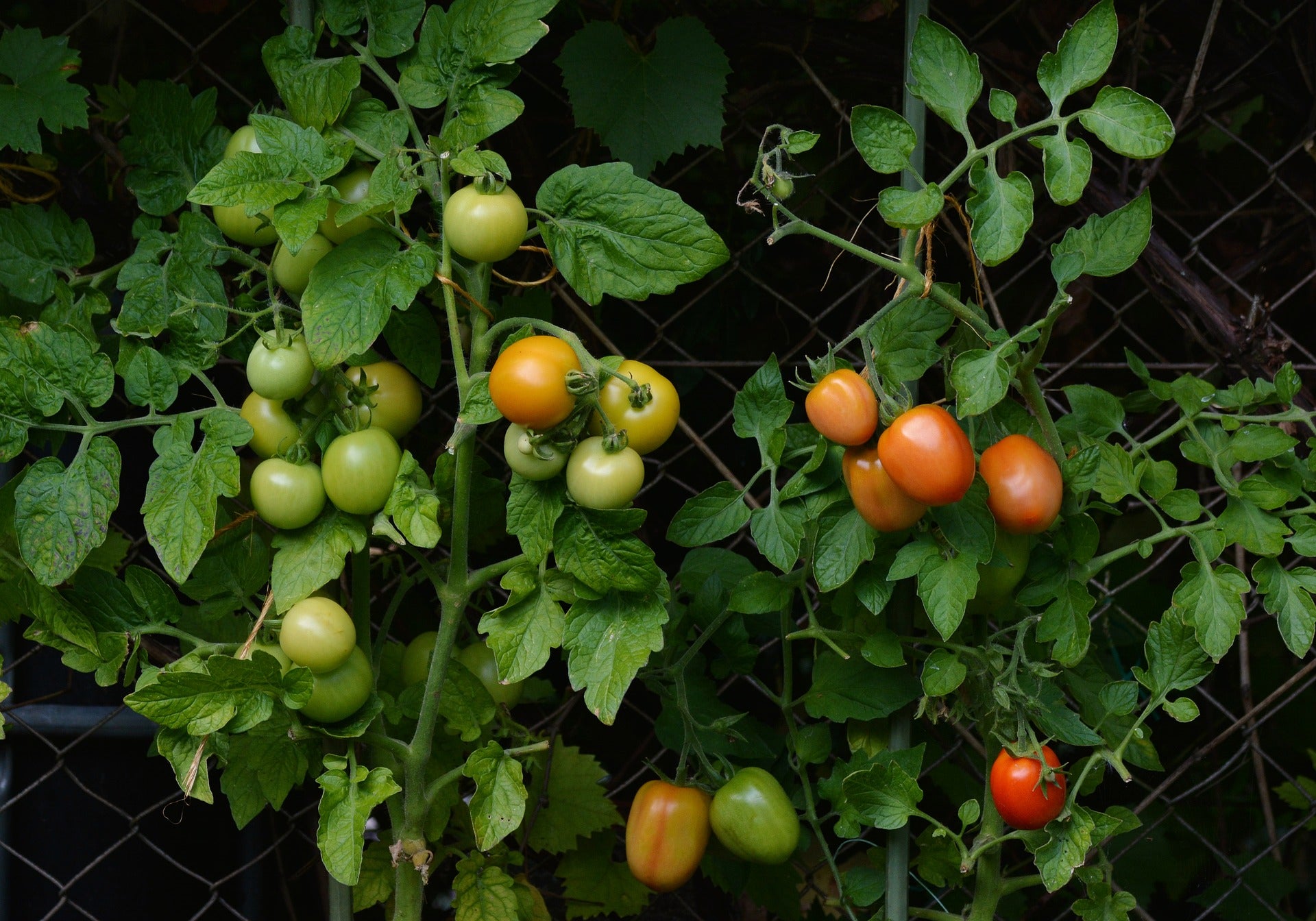 Bush Tomatoes Seeds