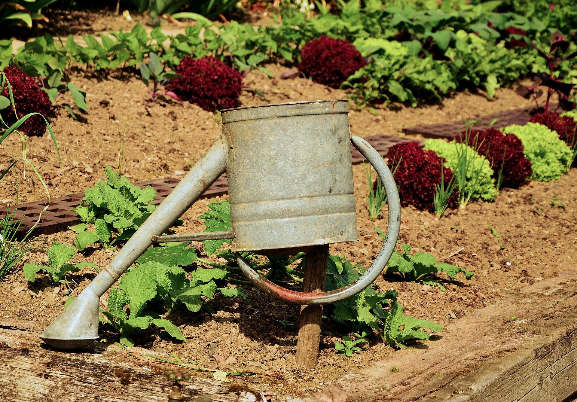 Conserving water when growing from seeds