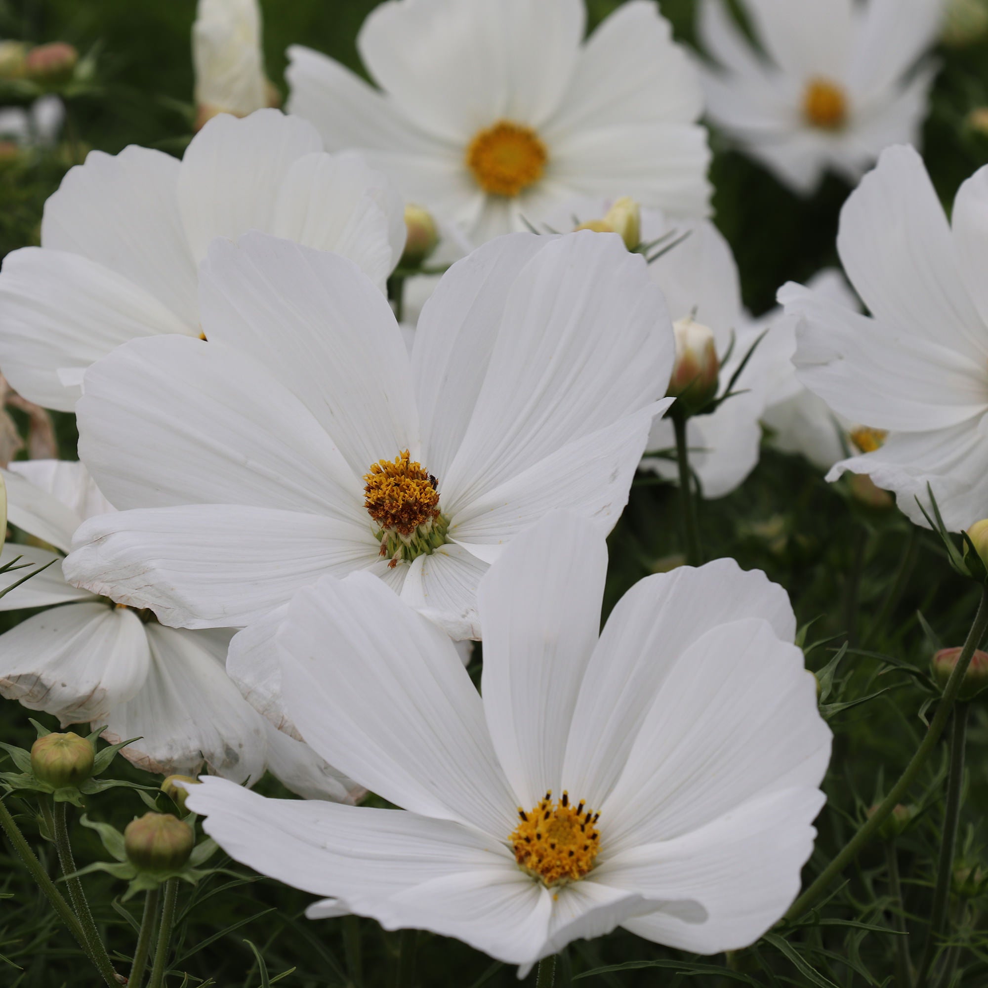 White Cosmos Flowers Seeds