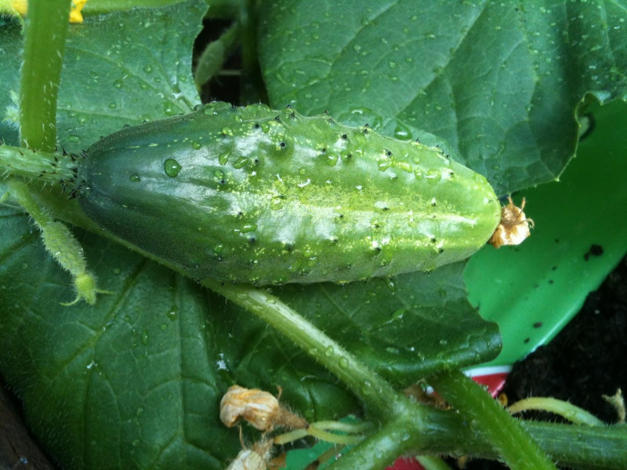 Cucumber from seed
