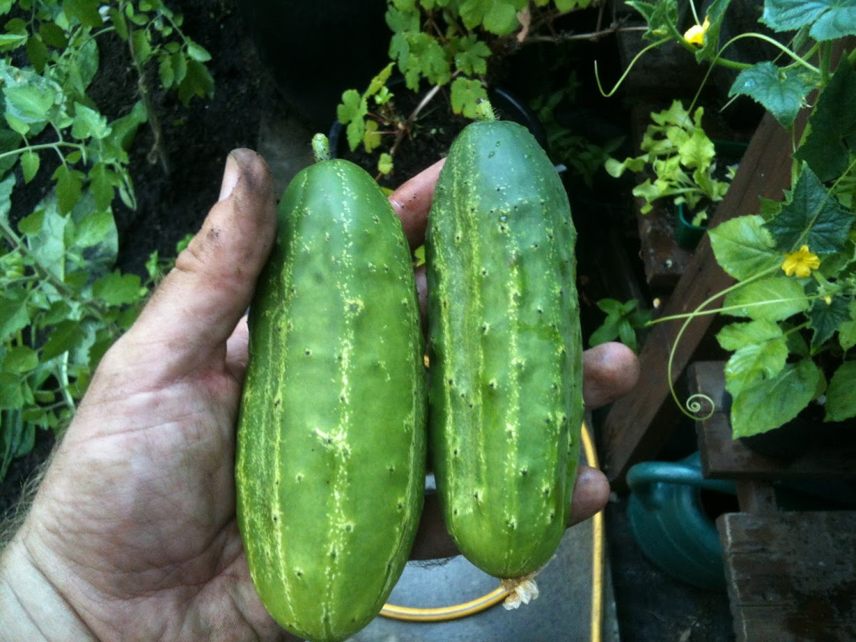 Cucumber from seed