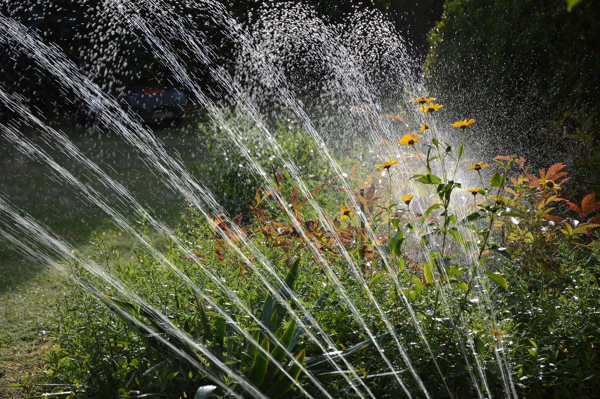 Watering growing from seeds