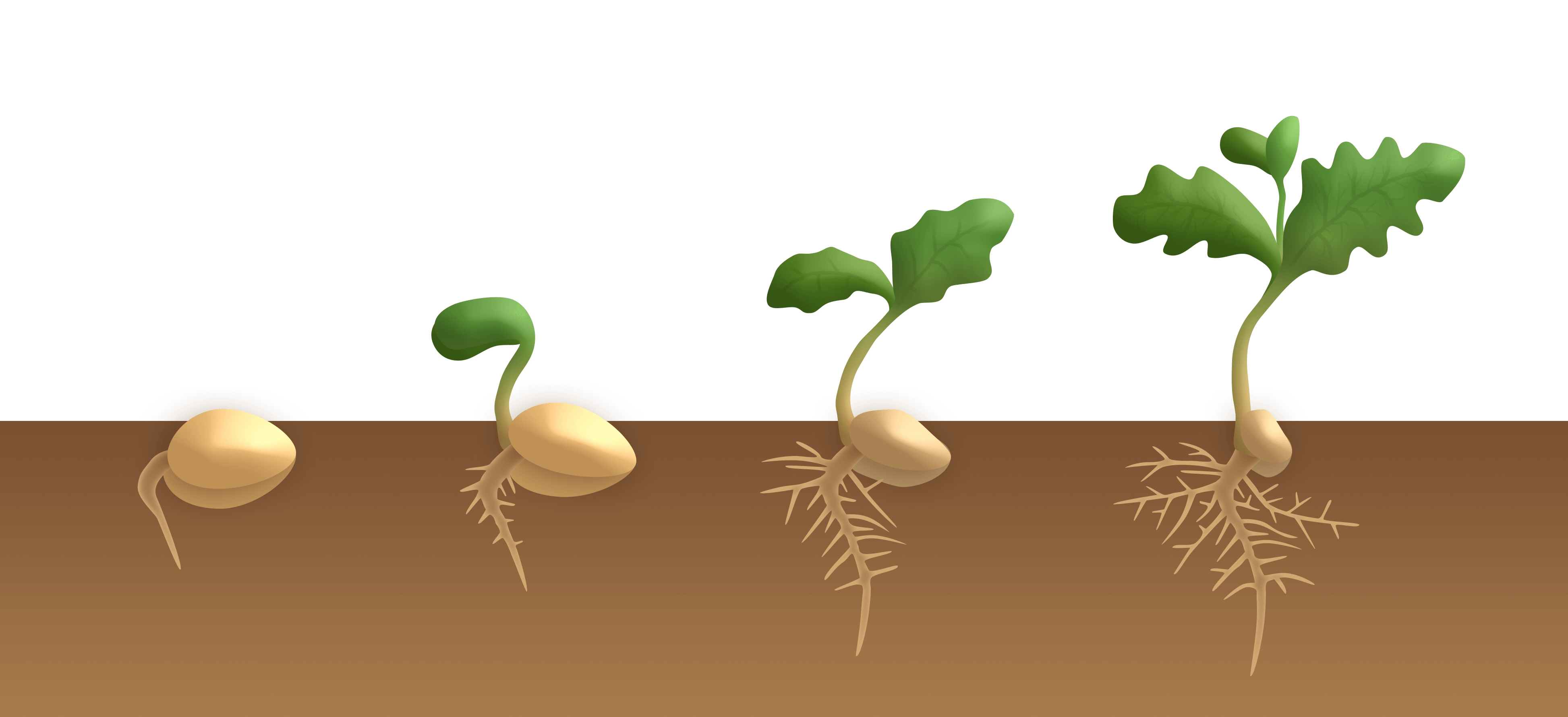 Keimung von Samen