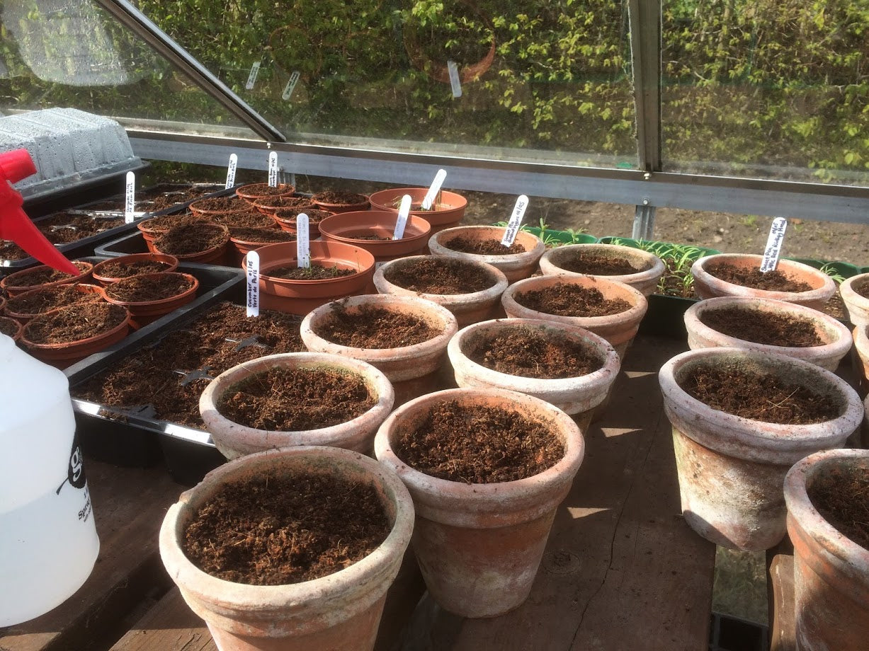 Growing seeds in pots