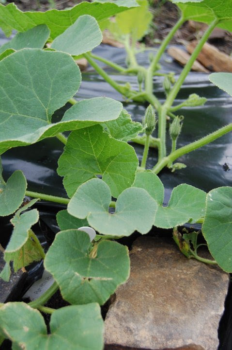 Growing Squashes