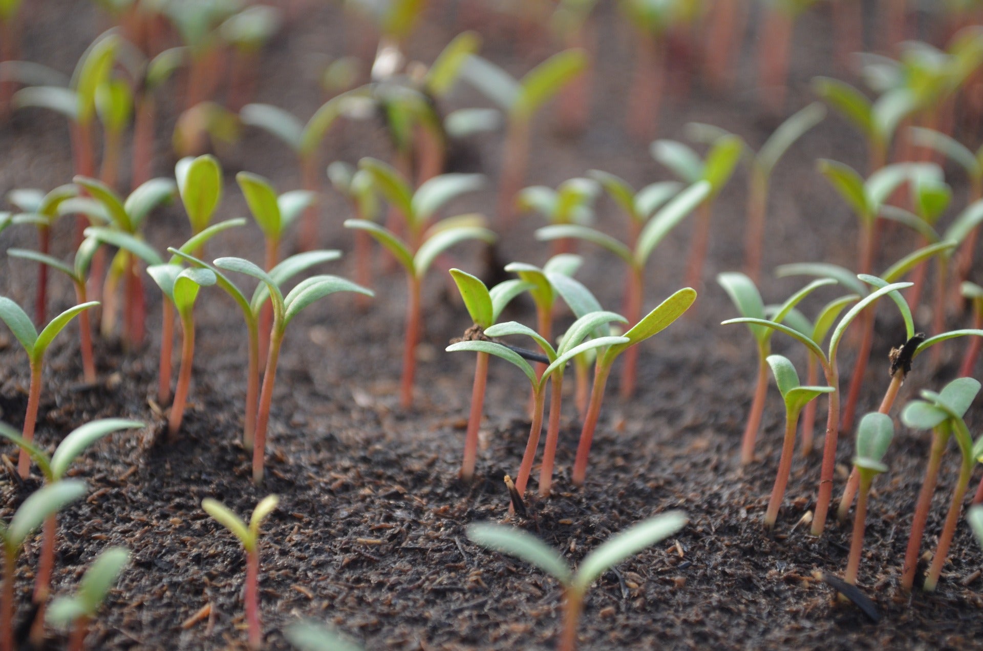 Growing Seeds Fontana Seeds