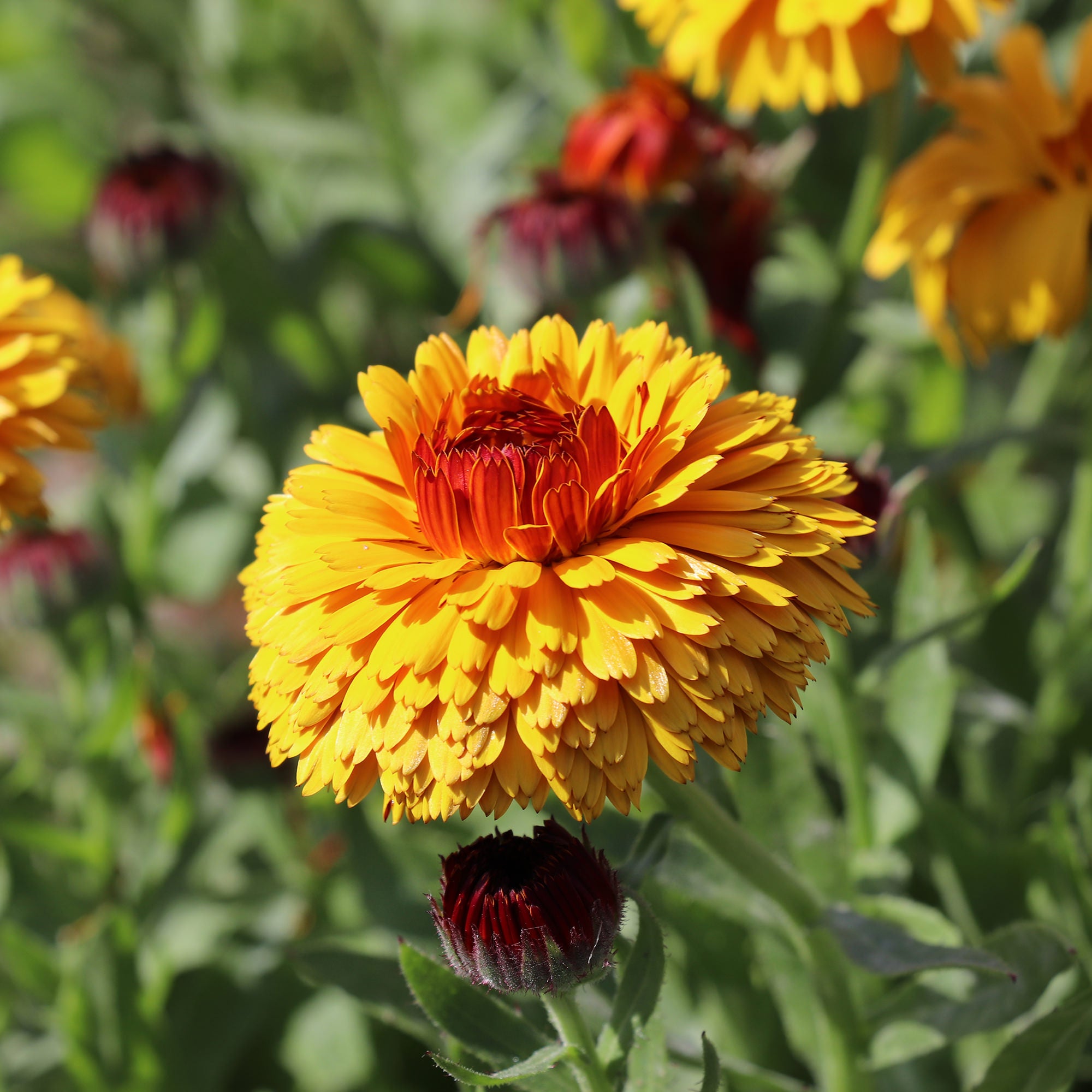 Calendula officinalis Bull's Eye | Fontana Seeds